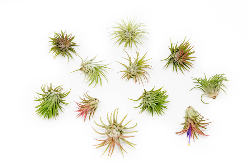 Load image into Gallery viewer, SALE - Large Tillandsia Ionantha Rubra Air Plants - Set of 10 or 20 - 40% Off
