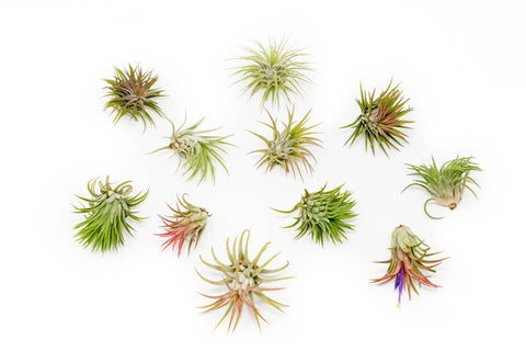 SALE - Large Tillandsia Ionantha Rubra Air Plants - Set of 10 or 20 - 40% Off, additional product view 2