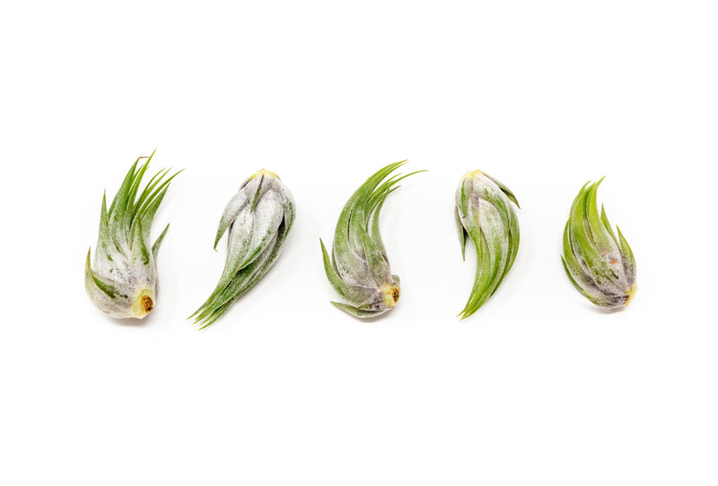 Load image into Gallery viewer, Tillandsia Ionantha Scaposa Air Plants
