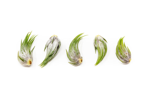 Tillandsia Ionantha Scaposa Air Plants