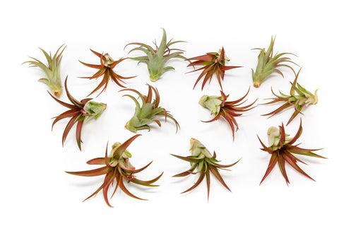 Now in Blush - Tillandsia Red Abdita Air Plants, additional product view 2