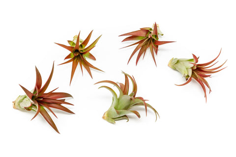 Tillandsia Red Abdita Air Plant in Blush