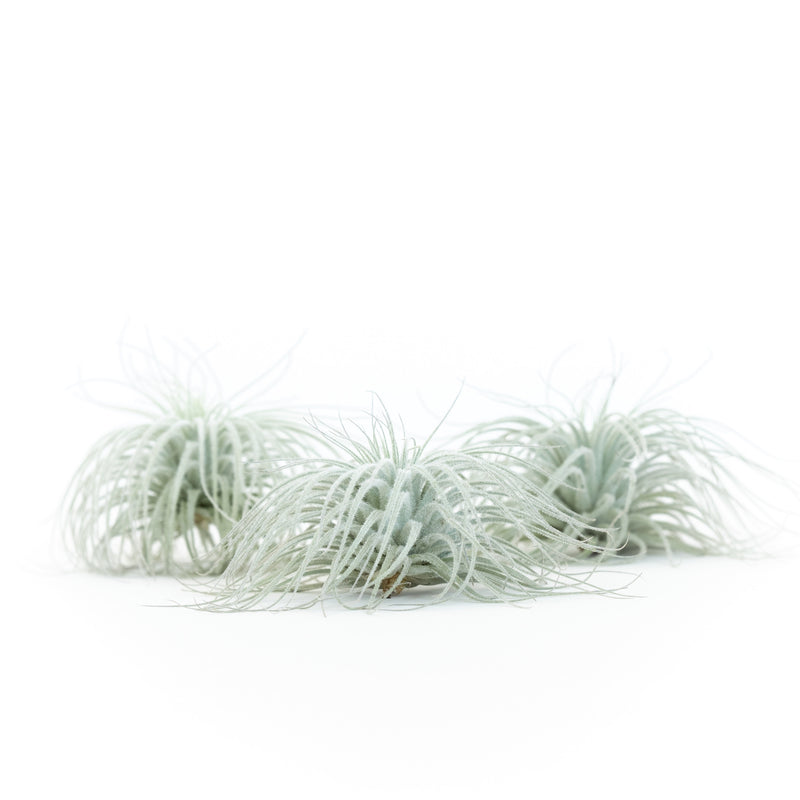 Load image into Gallery viewer, Tillandsia Tectorum Ecuador Air Plants
