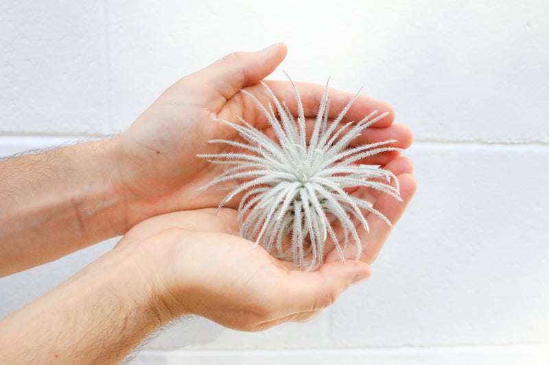 Load image into Gallery viewer, Tillandsia Tectorum Ecuador Air Plants
