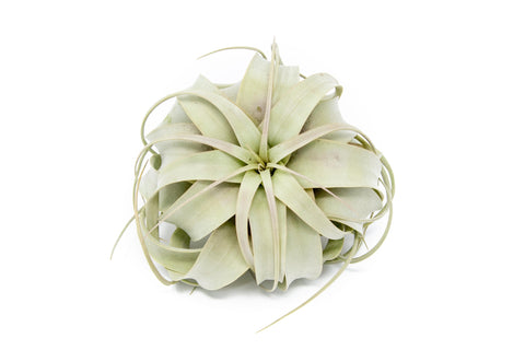 Large Tillandsia Air Plant Variety - Set of 10, 15, or 20 - 40% Off, additional product view 2