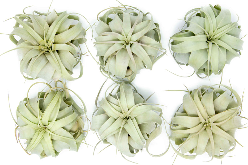 Load image into Gallery viewer, Small Tillandsia Xerographica / 4 -5 Inches Wide
