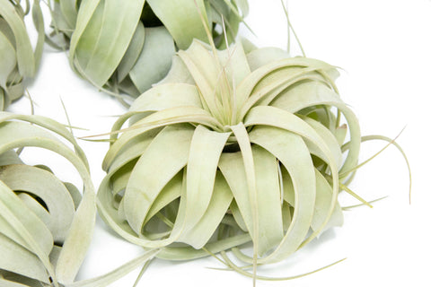 Medium Tillandsia Xerographica Air Plant / 5-6 Inches Wide, additional product view 2