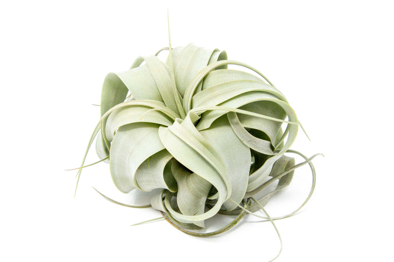 Load image into Gallery viewer, Small Tillandsia Xerographica / 4 -5 Inches Wide
