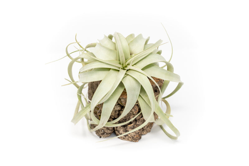 Load image into Gallery viewer, Natural Cork Bark Planters with Mini Tillandsia Xerographica Air Plant
