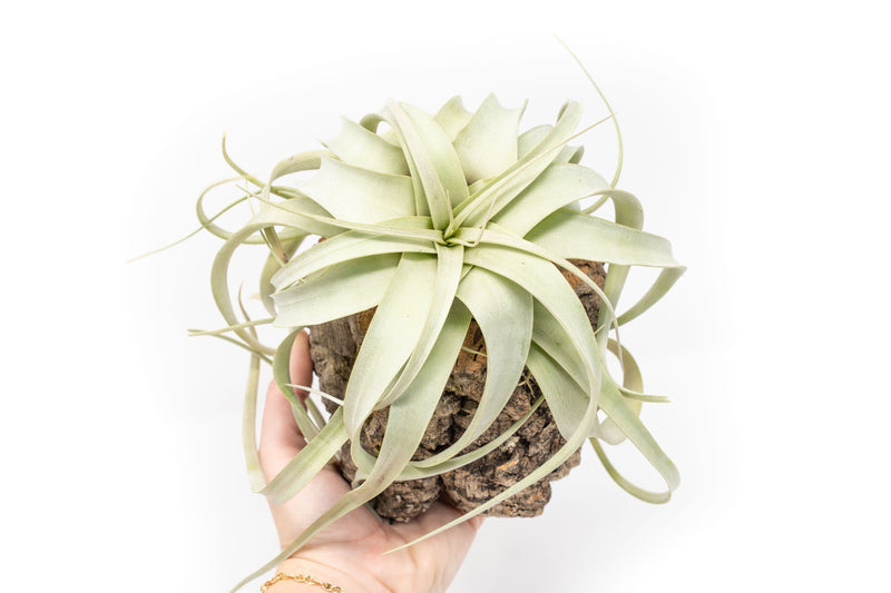 Load image into Gallery viewer, Natural Cork Bark Planters with Mini Tillandsia Xerographica Air Plant
