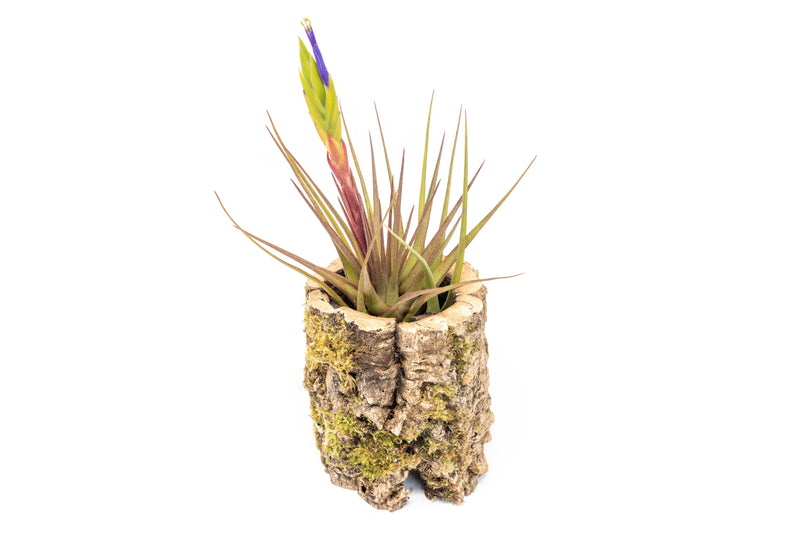 Load image into Gallery viewer, Natural Cork Bark Planters

