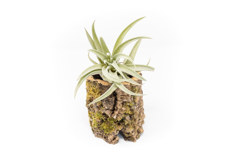 Load image into Gallery viewer, Natural Cork Bark Planters with Assorted Tillandsia Air Plants
