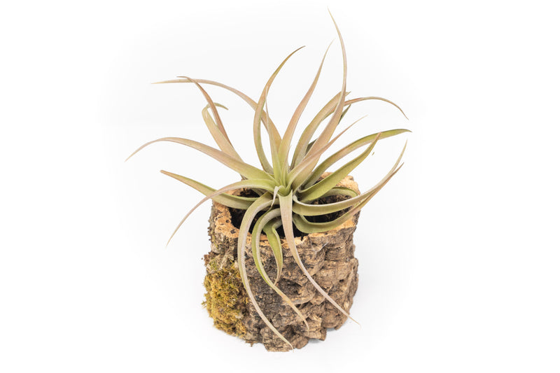 Load image into Gallery viewer, Natural Cork Bark Planters with Assorted Tillandsia Air Plants
