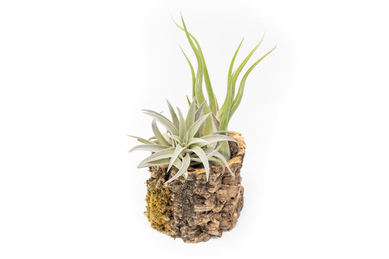 Load image into Gallery viewer, Natural Cork Bark Planters

