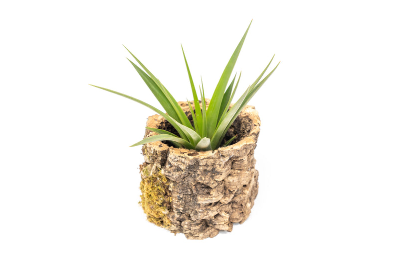 Load image into Gallery viewer, Natural Cork Bark Planters with Assorted Tillandsia Air Plants
