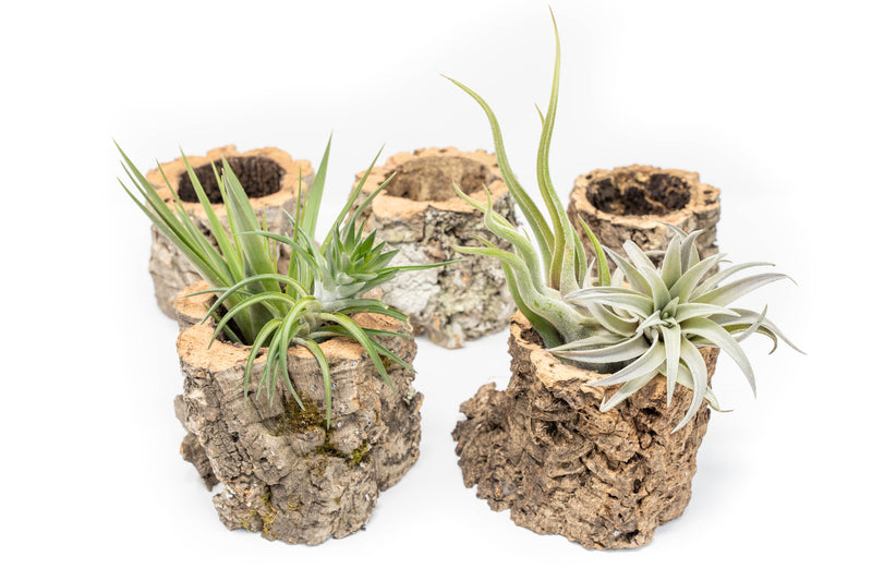 Load image into Gallery viewer, Natural Cork Bark Planters with Assorted Tillandsia Air Plants
