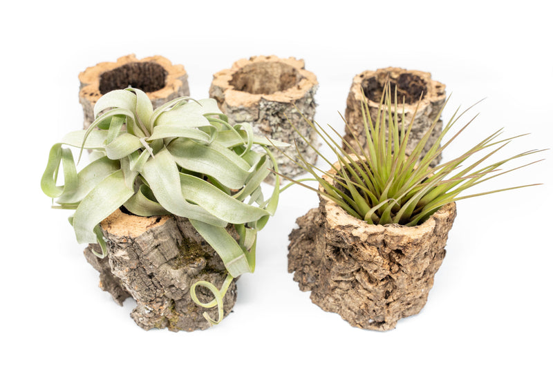 Load image into Gallery viewer, Natural Cork Bark Planters with Assorted Tillandsia Air Plants
