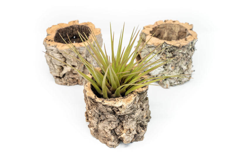 Load image into Gallery viewer, Natural Cork Bark Planters with Assorted Tillandsia Air Plants
