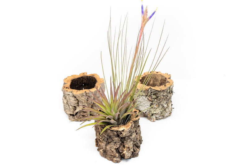 Load image into Gallery viewer, Natural Cork Bark Planters with Assorted Tillandsia Air Plants
