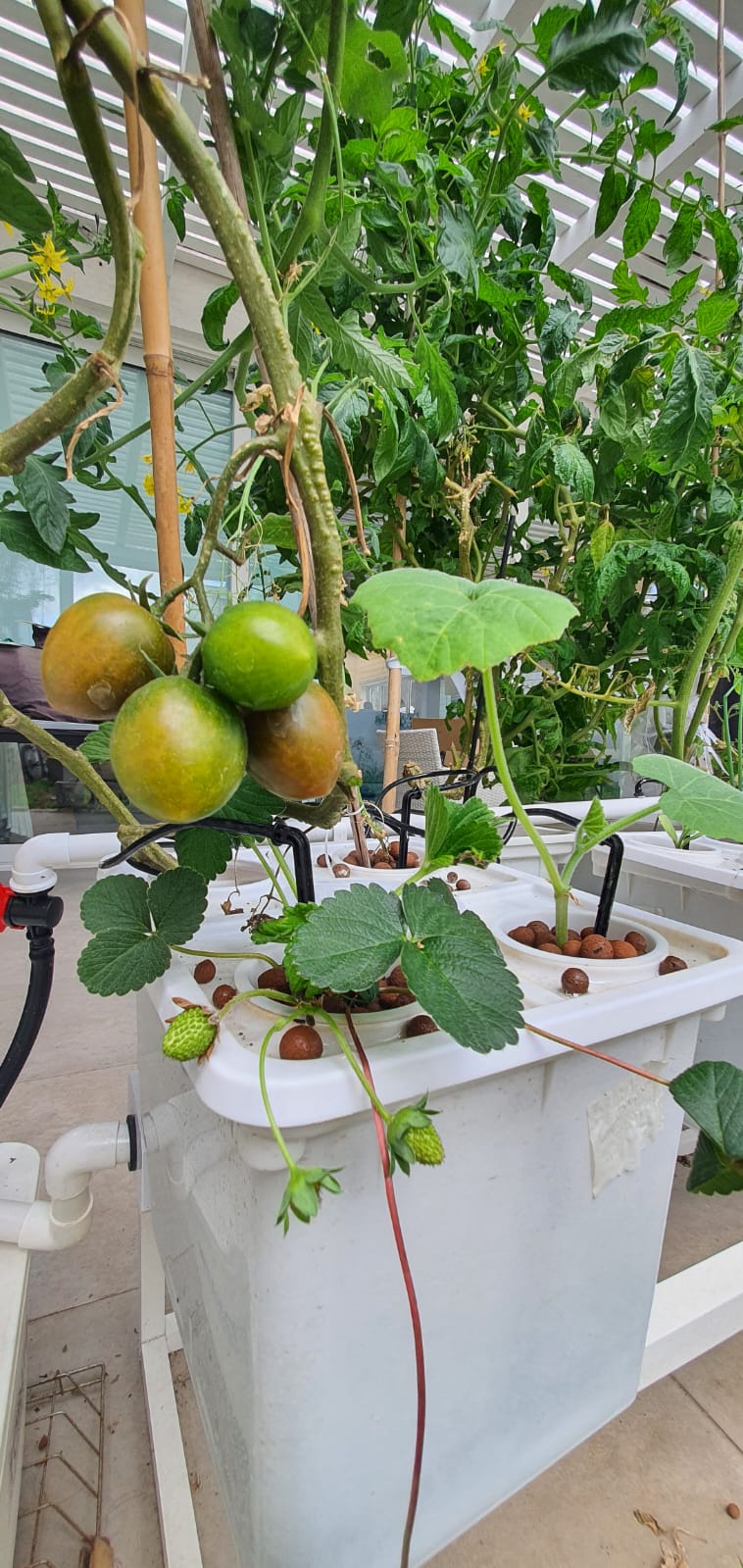 Load image into Gallery viewer, Tobato 5 – Dutch Bucket Hydroponic Growing System
