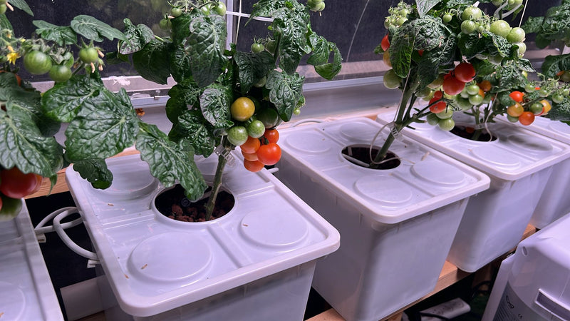 Load image into Gallery viewer, Tobato 5 – Dutch Bucket Hydroponic Growing System
