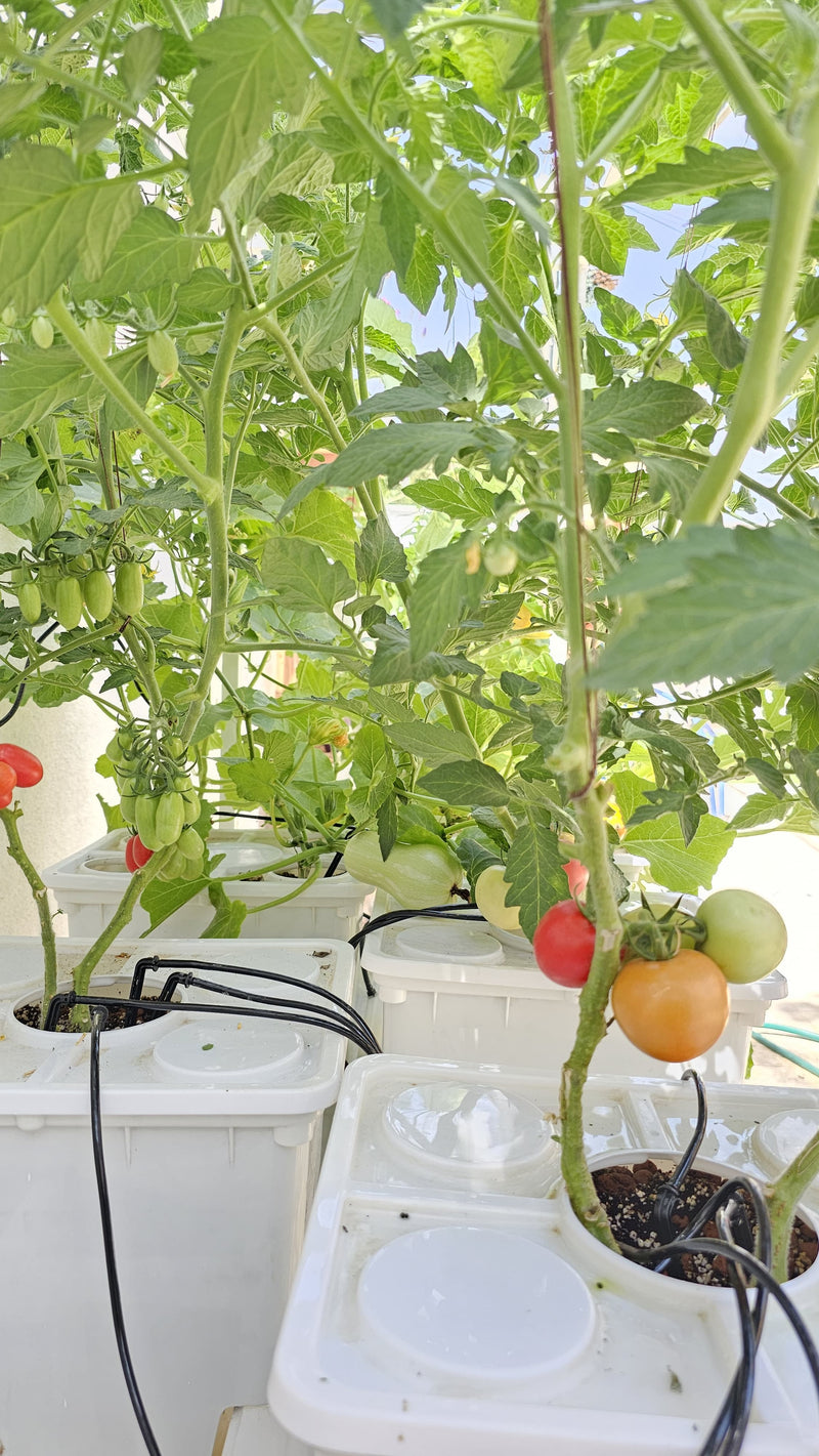 Load image into Gallery viewer, Tobato 5 – Dutch Bucket Hydroponic Growing System
