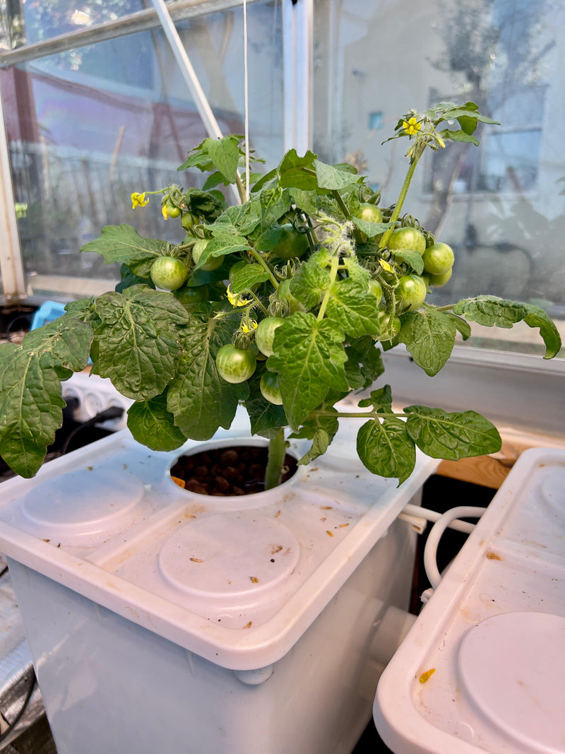 Load image into Gallery viewer, Tobato 5 – Dutch Bucket Hydroponic Growing System
