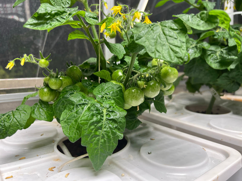 Load image into Gallery viewer, Tobato 5 – Dutch Bucket Hydroponic Growing System
