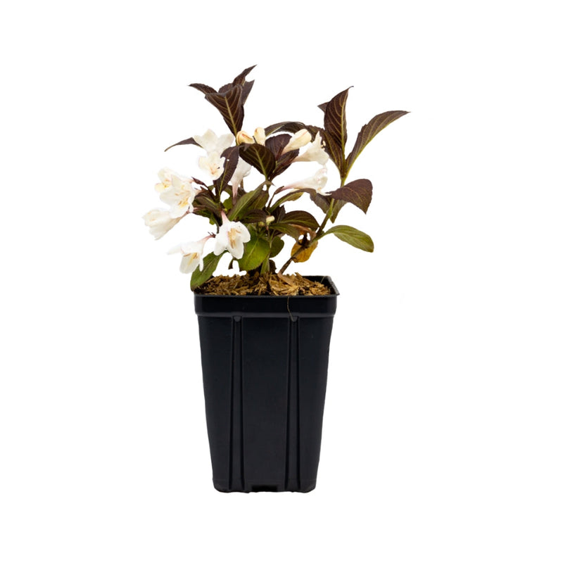 Load image into Gallery viewer, Tuxedo™ Weigela
