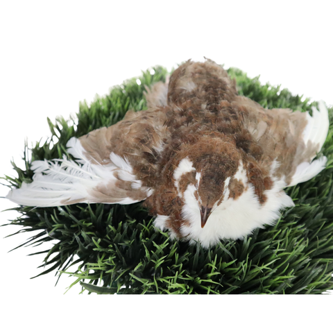 Jumbo Celadon Coturnix hatching eggs