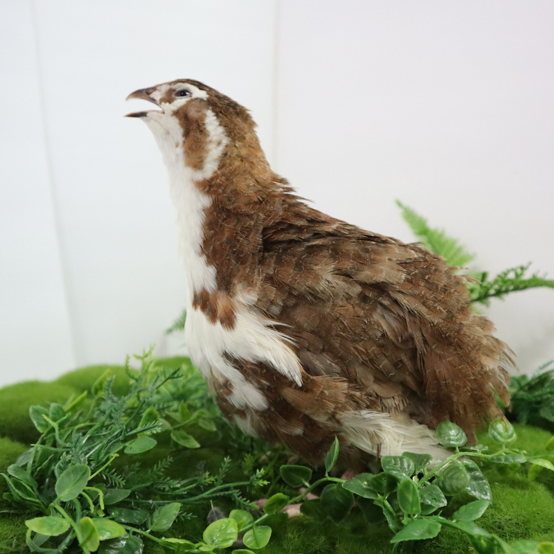 Load image into Gallery viewer, Celadon Coturnix Hatching Eggs
