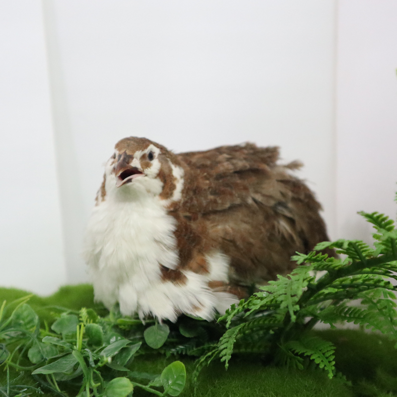 Load image into Gallery viewer, Celadon Coturnix Hatching Eggs

