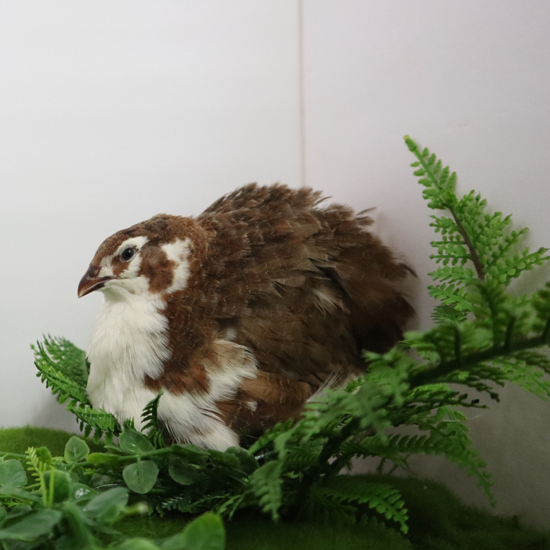Load image into Gallery viewer, Celadon Coturnix Hatching Eggs - true blue layers

