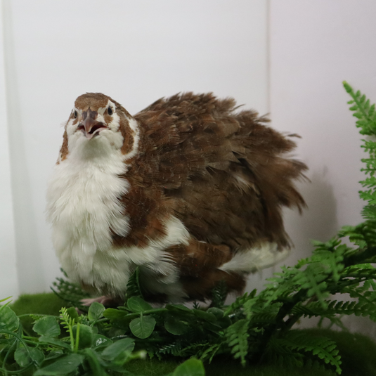 Celadon Coturnix Hatching Eggs - true blue layers