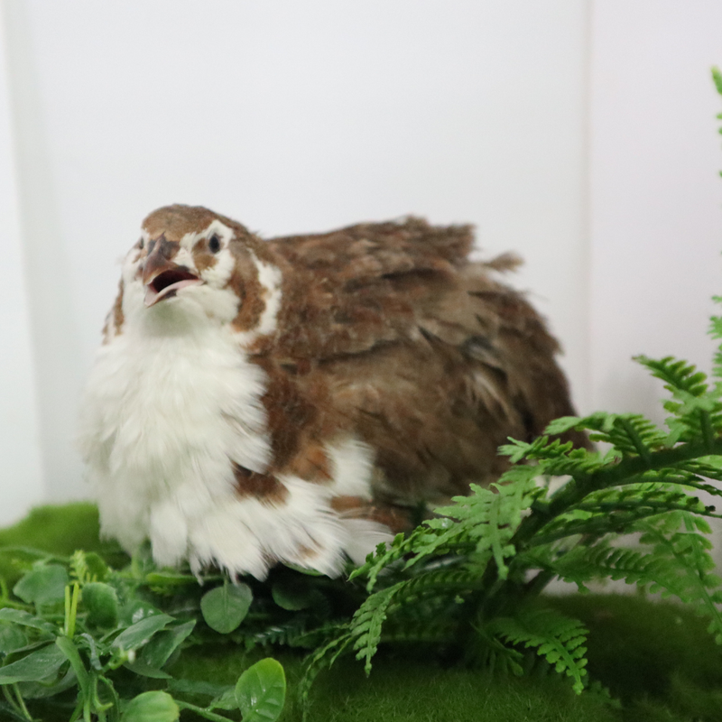 Load image into Gallery viewer, Celadon Coturnix Hatching Eggs
