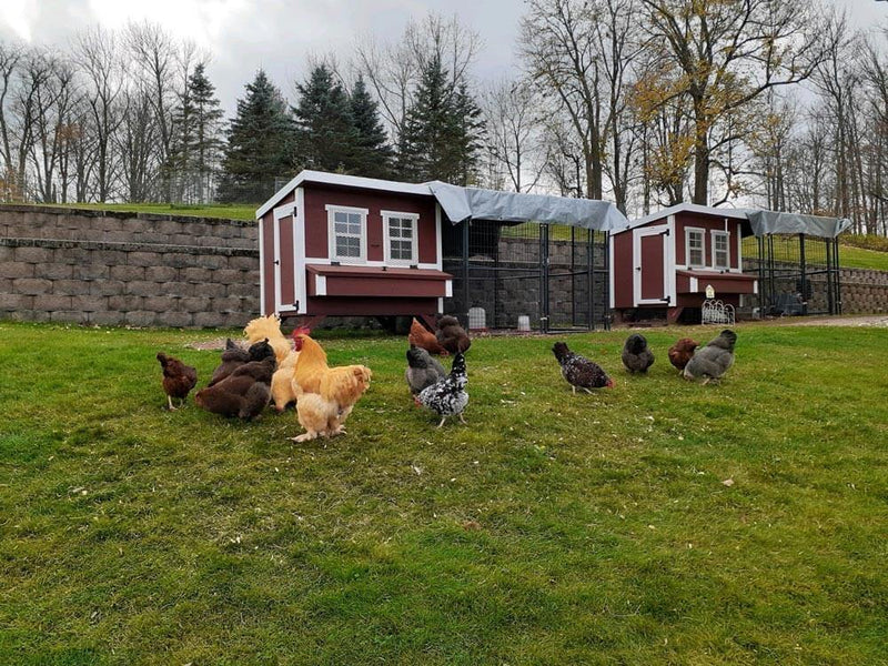 Load image into Gallery viewer, Large Chicken Coop - Up to 15 Chickens
