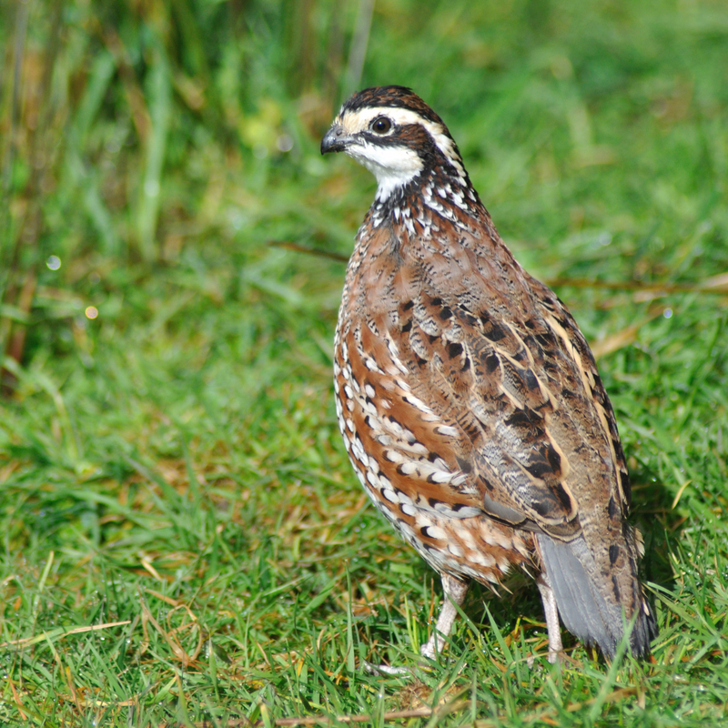 Load image into Gallery viewer, Georgia Giant Quail Hatching Eggs
