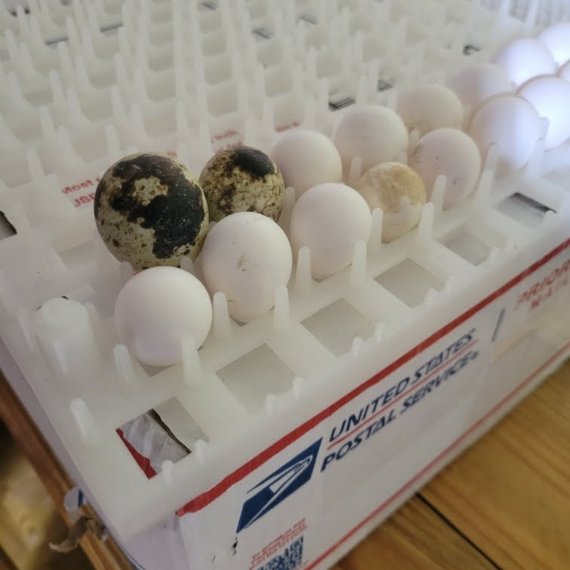 Load image into Gallery viewer, Georgia Giant Quail Hatching Eggs

