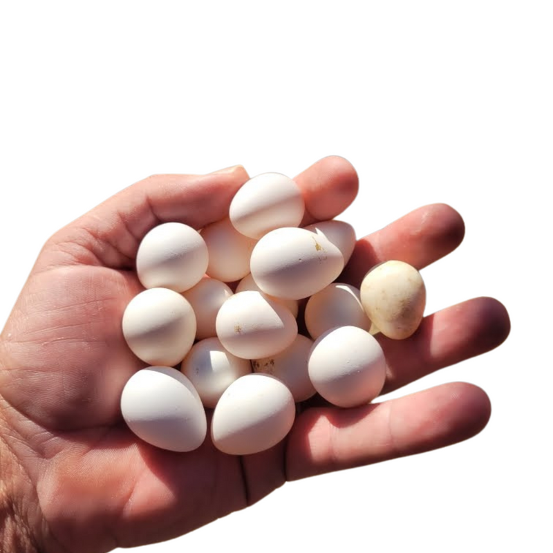 Load image into Gallery viewer, Georgia Giant Quail Hatching Eggs
