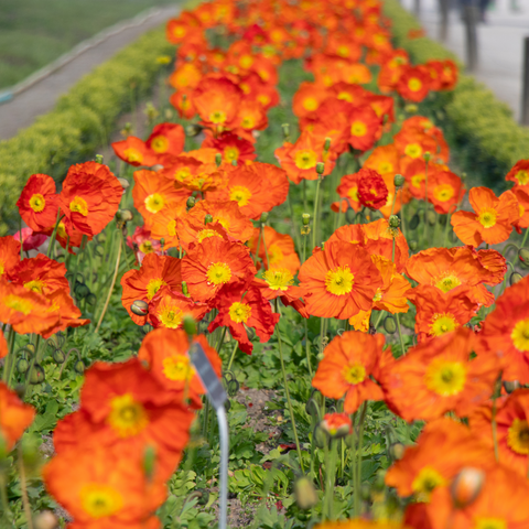 Organic Iceland Mix Poppy seeds package, GrowTime Garden Supply