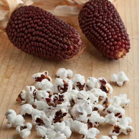 Organic Strawberry Popcorn Corn seeds package, GrowTime Garden Supply