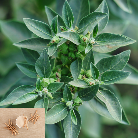 Organic Ashwagandha Herb seeds package, GrowTime Garden Supply