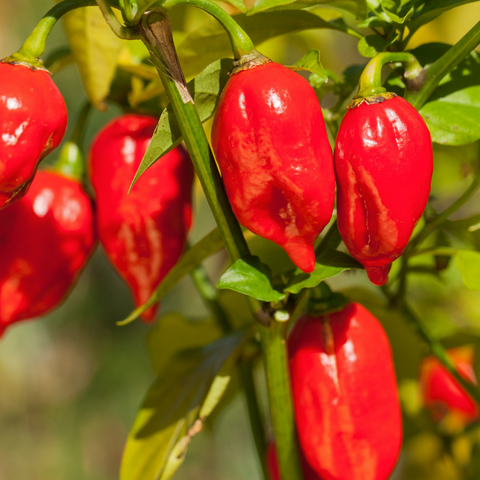 Bhut Jolokia Ghost Pepper seeds package, GrowTime Garden Supply