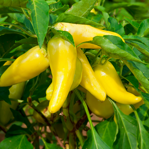 Organic Sweet Banana Pepper seeds package, GrowTime Garden Supply