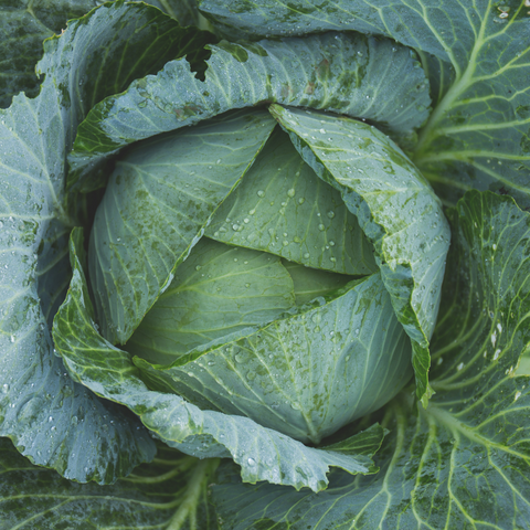 Organic Early Flat Dutch Cabbage seeds package, GrowTime Garden Supply