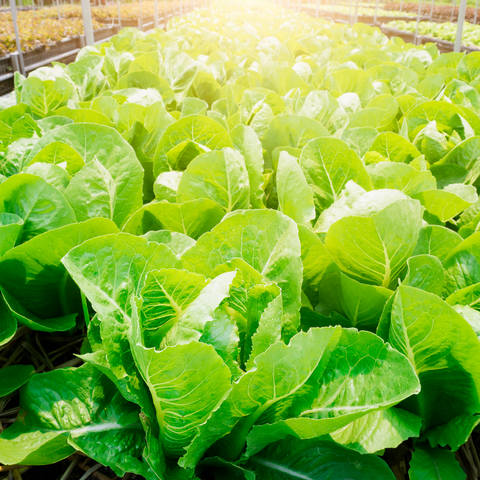 Organic Little Gem Romaine Lettuce seeds package, GrowTime Garden Supply