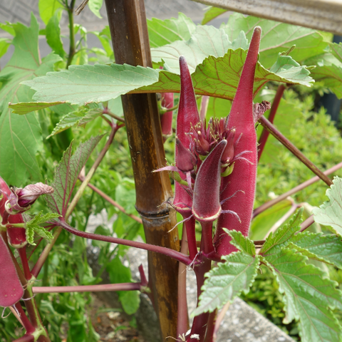 Rare Chinese Jing Orange Okra seeds package, GrowTime Garden Supply