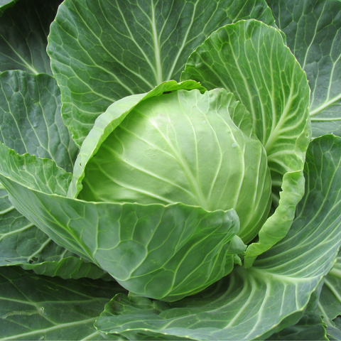 Heirloom Organic Brunswick Cabbage seeds package, GrowTime Garden Supply