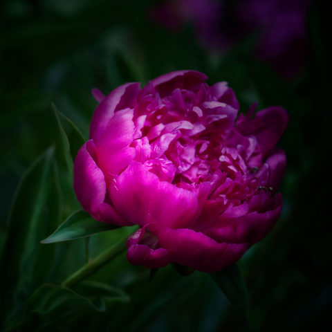 Organic Rare Purple Peony Poppy seeds package, GrowTime Garden Supply