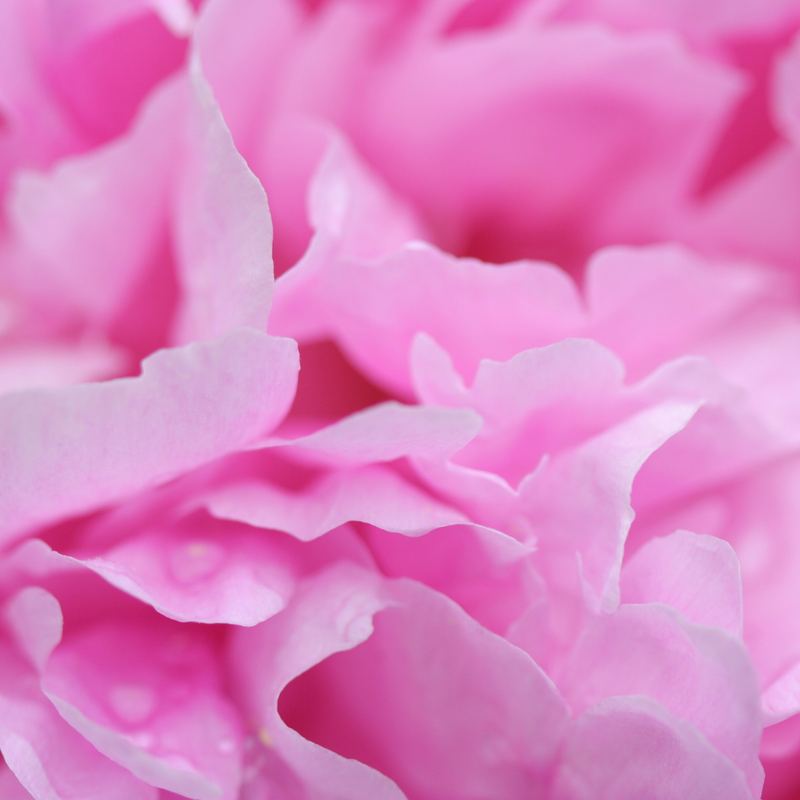 Load image into Gallery viewer, Rare Bombast Rose Poppy Seeds
